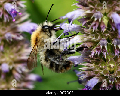 Macro dettagliata di una carda comune-bee (Bombus pascuorum), visto l'alimentazione in una varietà di fiori selvatici (oltre 40 immagini in serie) Foto Stock