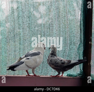 Coppia di colombe Foto Stock