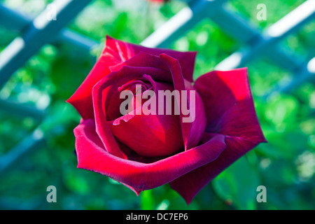 Red Rose (Ena Harkness) Foto Stock