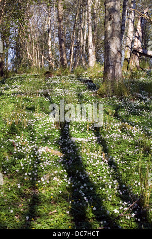 Anemone legno cresce in boschi di latifoglie in primavera Crieff Perthshire Scozia Scotland Foto Stock