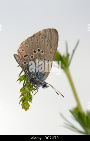 Farfalla di calore perlato, primo piano Foto Stock