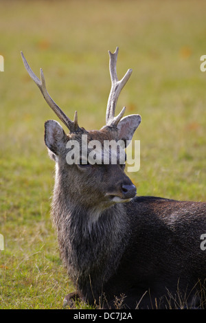 Sika, cervi sika nippon, unico maschio adulto in appoggio sull'erba. Presa di ottobre. Knole Park, Kent, Regno Unito. Foto Stock