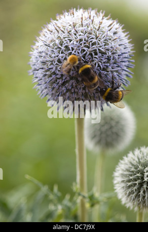 Bumble Bees su Echinops bannaticus " Taplow Blue' fiori Foto Stock