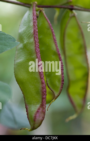 Lablab purpureus il giovane Giacinto bean che cresce su un vitigno Foto Stock