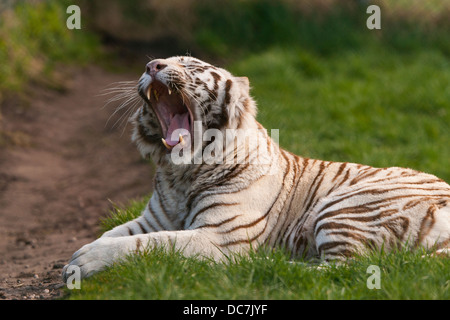 La Tigre Bianca (Panthera tigris tigris) ruggito o sbadiglio Foto Stock