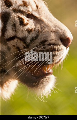 La Tigre Bianca (Panthera tigris tigris) Foto Stock