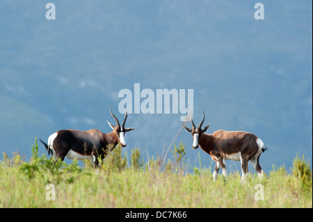 Bontebok (Damaliscus pygargus pygarus), Bontebok National Park, Sud Africa Foto Stock