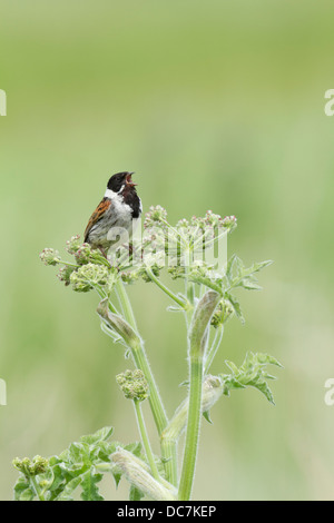 Reed bunting maschio (Emberiza schoeniclus) cantare da canzone post. Francese: Bruant des roseaux tedesco: Rohrammer spagnolo: Escribano palustre Foto Stock