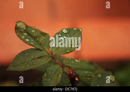 Foglie di Rose con goccioline di acqua su sfondo arancione,la rugiada,luce,paese Spagna,Granada,Andalucia,l'Europa,macro,luce,natura. Foto Stock