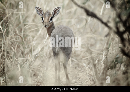 Dik dik - antilope . Parco Nazionale di Tarangire e. Tanzania Africa Foto Stock