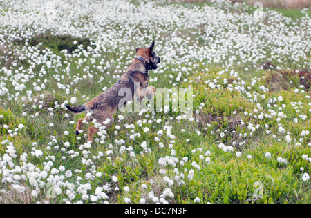 Border terrier cane di sei mesi che saltava sulla brughiera coperta con la fioritura di erba di cotone Foto Stock