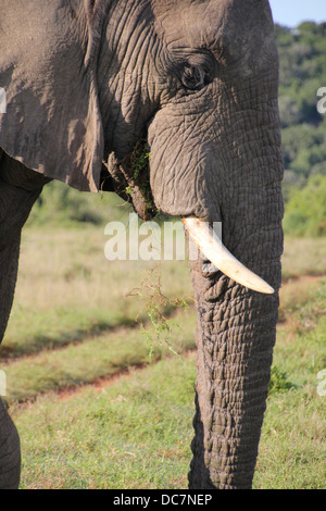 Elelphant singolo Foto Stock