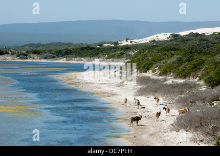 Eland comune (Taurotragus oryx) a De Hoop Vlei, De Hoop Riserva Naturale, Western Cape, Sud Africa Foto Stock