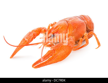 Red Lobster isolato su uno sfondo bianco Foto Stock