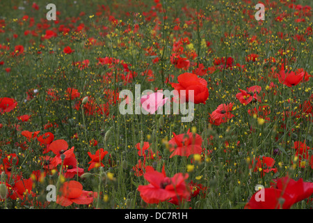 Un singolo papavero rosa in un campo di papaveri rossi. Foto Stock