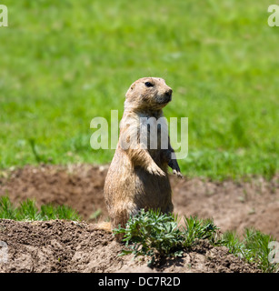 Black-Tailed Prairie Dog ( Cynomys ludovicianus ) a Devils Tower National Monument, Crook County, Black Hills, Wyoming USA Foto Stock
