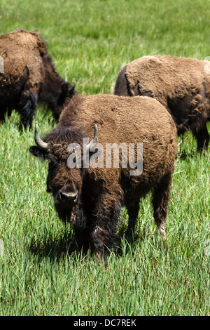 Bison (Buffalo americana) nel Parco Nazionale di Yellowstone, Wyoming USA Foto Stock