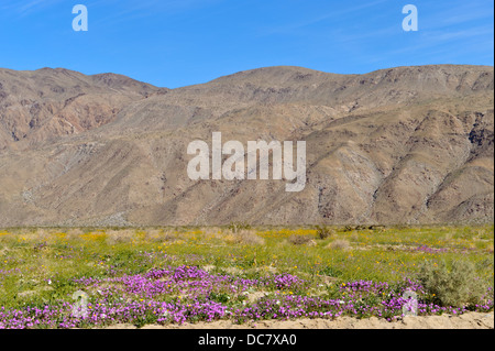 La verbena del deserto e di girasole, Henderson Canyon Road, Anza Borrego, CA 33949 090301 Foto Stock