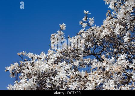 Fiori di Ciliegio, Royal Botanical Garden, Burlington, su Foto Stock