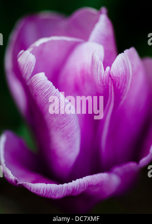 Tulip close-up, Ontario Foto Stock