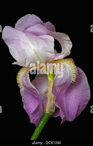 Iris (Iris germanica), forma ibrida Foto Stock