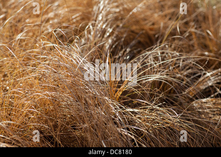 Carex "Riccioli smerigliato' Foto Stock