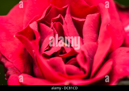 Close up Red Rose fiore con minuscole goccioline di acqua su petali Foto Stock