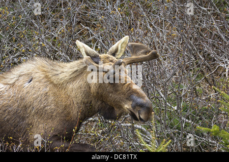 Alci maschio, Alces alces, Parco Nazionale Gros Morne, Sito Patrimonio Mondiale dell'UNESCO, Terranova Foto Stock