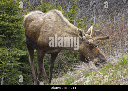 Alci maschio, Alces alces, Parco Nazionale Gros Morne, Sito Patrimonio Mondiale dell'UNESCO, Terranova Foto Stock