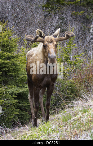 Alci maschio, Alces alces, Parco Nazionale Gros Morne, Sito Patrimonio Mondiale dell'UNESCO, Terranova Foto Stock