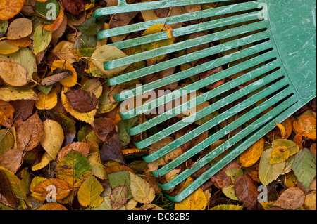 Rastrello verde con foglie di autunno a rastrellare fino cantiere close-up Foto Stock