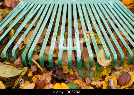 Rastrello verde con foglie di autunno a rastrellare fino cantiere close-up Foto Stock