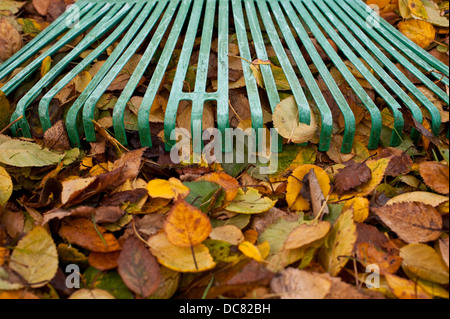 Rastrello verde con foglie di autunno a rastrellare fino cantiere close-up Foto Stock