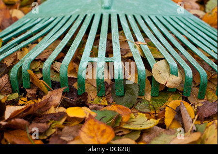 Rastrello verde con foglie di autunno a rastrellare fino cantiere close-up Foto Stock