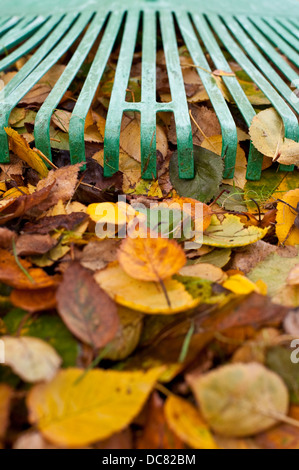 Rastrello verde con foglie di autunno a rastrellare fino cantiere close-up Foto Stock