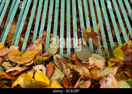 Rastrello verde con foglie di autunno a rastrellare fino cantiere close-up Foto Stock