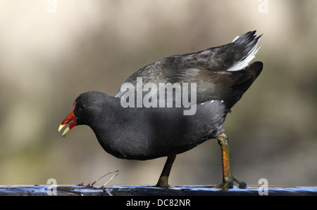 Dusky moorhen gallinula tenebrosa singolo adulto a piedi Foto Stock