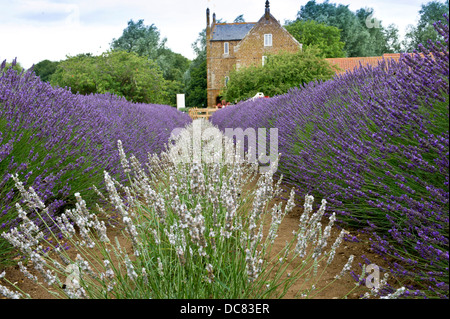 Campi di lavanda in Norfolk, Inghilterra. Luogo ideale per godere i campi di lavanda, vedere la nazionale di raccolta di lavanda. Foto Stock