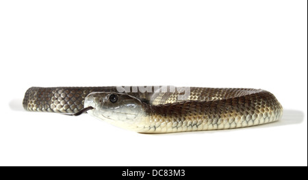 Tiger snake, notechis scutatus fotografato su uno sfondo bianco, regolati digitalmente pronto per easy cut-out Foto Stock