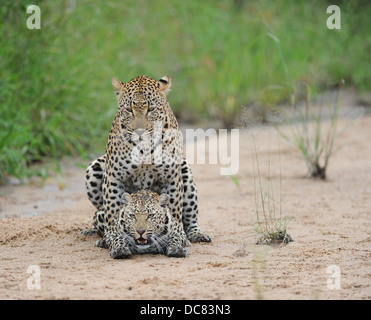 Paio di African leopard coniugate in un letto del fiume Foto Stock