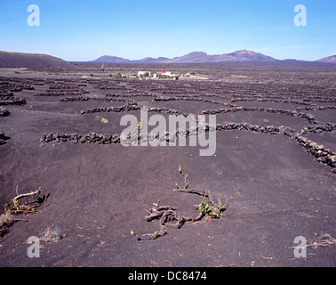 Vitigni in crescita in terreno vulcanico, il Parco Nazionale di Timanfaya, Lanzarote, Isole Canarie, Spagna. Foto Stock