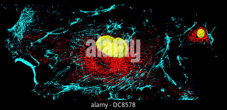 Microfilamenti (blu), mitocondri (rosso), e nuclei (giallo) in cellule di fibroblasti Foto Stock