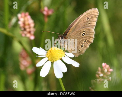 Immagine macro di un anello marrone (Aphantopus hyperantus) farfalla rovistando su un fiore Foto Stock