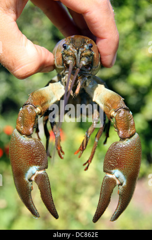 Segnale americano il gambero di fiume, una specie invasive dal Nord America per l'Europa. Questo è venuto da un lago NEL REGNO UNITO. Foto Stock