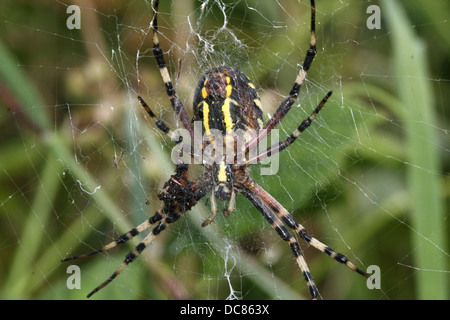 Close-up di un enorme femmina Wasp Spider (Argiope bruennichi) nel suo web Foto Stock