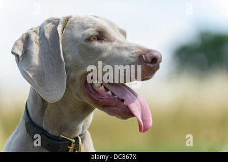 Un maschio Weimaraner rilassante in un campo nel Surrey, Inghilterra, Regno Unito. Foto Stock