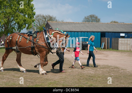 Punzone a cavallo Suffolk Horse Show 2013. Ipswich Showgrounds, Ipswich, Suffolk, Regno Unito. Foto Stock