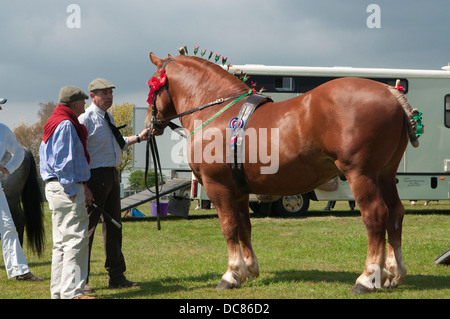 Punzone a cavallo Suffolk Horse Show 2013, Ipswich Showgrounds. Foto Stock