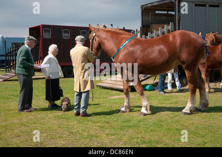 Punzone a cavallo Suffolk Horse Show 2013, Ipswich Showgrounds. Foto Stock