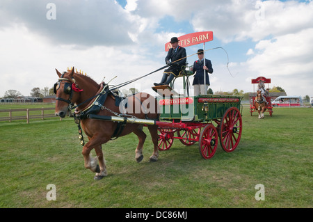 Suffolk Horse Show 2013 pesanti scambi di cavalli. Ipswich Showgrounds, Ipswich, Suffolk, Regno Unito. Foto Stock